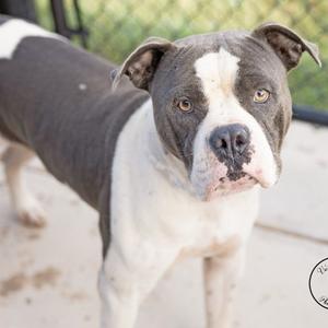 A gray and white pit bull dog standing on a concrete surface with a chain-link fence in the background.
