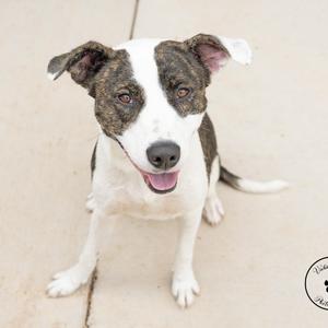 A brindle and white dog sitting on a concrete surface, looking up with its mouth open and tongue out.