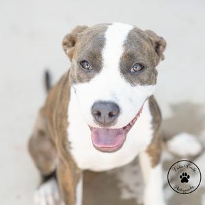 A brown and white dog with a happy expression, sitting on a sandy surface.