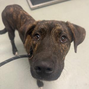 Arnold, Mountain Cur, young, available for adoption