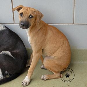 Alexia, Terrier, young, available for adoption