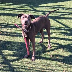 Bluebell, Pei, Shar, young, available for adoption