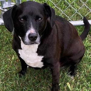 Ellie, Black Labrador Retriever / Beagle, adult, available for adoption