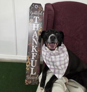 Ellie, Black Labrador Retriever / Beagle, adult, available for adoption