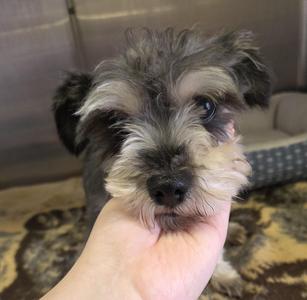 Champ, Miniature Schnauzer, adult, available for adoption