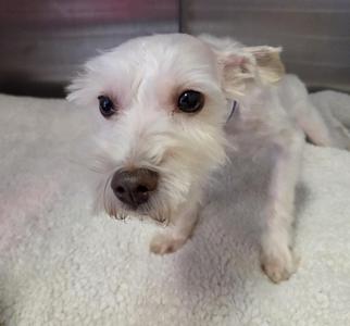 A small white dog with black eyes and a black nose is lying on a white blanket.