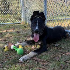 Gyrlee, Terrier, American Pit Bull, young, available for adoption