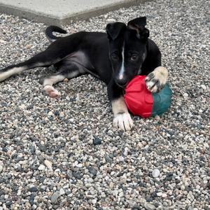 Gyrlee, Terrier, American Pit Bull, puppy, available for adoption