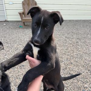 Pahlle, Terrier, American Pit Bull, puppy, available for adoption