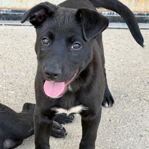 Hohnie, Terrier, American Pit Bull, puppy, available for adoption