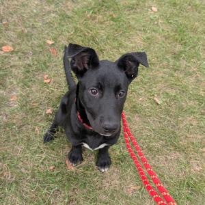 A black puppy with a red collar and leash, sitting on grass.