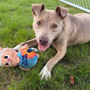Morty, Mixed Breed (Medium), adult, available for adoption