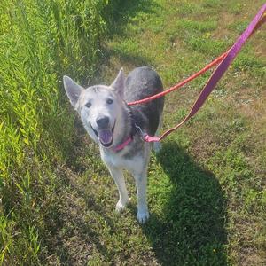A happy dog with a gray and white coat, wearing a pink collar and leash, standing on a grassy field.