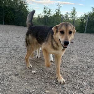 Gunnison, Shepherd, German, young, available for adoption
