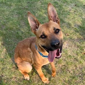 A brown dog with pointed ears and a blue collar is sitting on grass, panting with its tongue out.