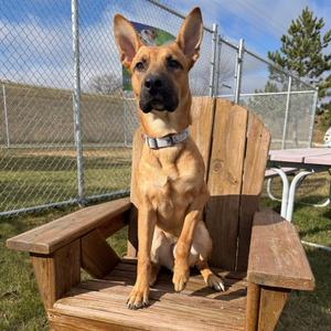 Tater, Shepherd, German, adult, available for adoption
