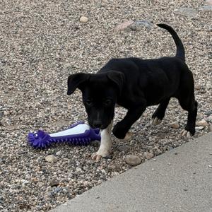 Doodé, Terrier, American Pit Bull, puppy, available for adoption