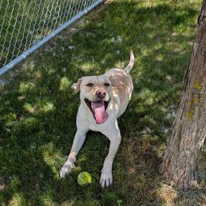 Fable, Retriever, Yellow Labrador, adult, available for adoption