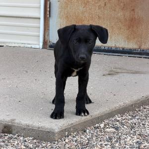 Homeigh, Terrier, American Pit Bull, puppy, available for adoption