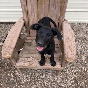 A black dog sitting on a wooden chair, looking up with its mouth open and tongue out.