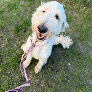 Finn, Poodle, adult, available for adoption