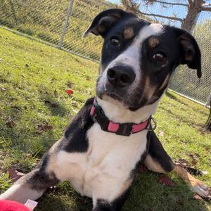 Beztie, Terrier, American Pit Bull, adult, available for adoption