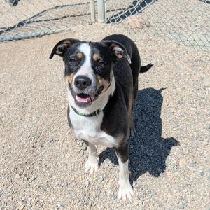 Beztie, Terrier, American Pit Bull, adult, available for adoption