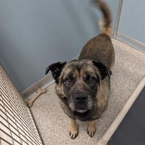 A brown and black dog with floppy ears looking up at the camera.