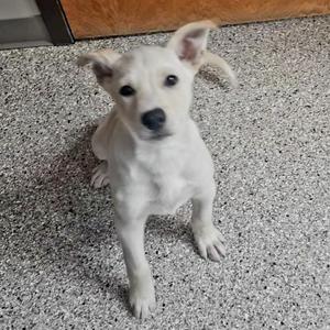 white puppy sitting on a carpeted floor