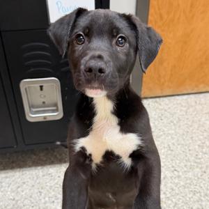 Koozie, Shepherd, Australian, puppy, available for adoption