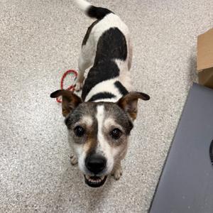 A black and white dog with a brown face is looking up at the camera. The dog is standing on a gray floor with a red leash around its neck. There is a cardboard box and a gray object in the background.