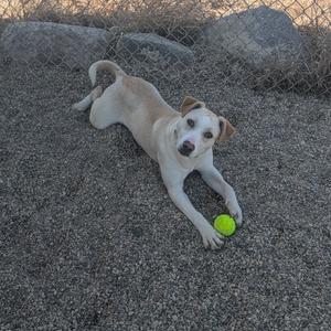 A light-colored dog with floppy ears lies on a gravelly surface, holding a yellow tennis ball with its front paws. The dog is looking towards the camera with a curious expression.