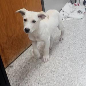 Mogul, Retriever, Labrador, puppy, available for adoption
