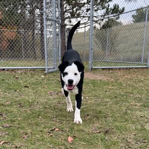A black and white dog with a happy expression is walking towards the camera in a grassy area enclosed by a chain-link fence.