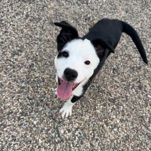 A black and white dog with a pink tongue sticking out, standing on a gravel surface.