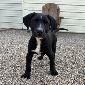 Cheefe, Terrier, American Pit Bull, puppy, available for adoption