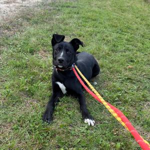 A black dog with a white chest and paws lying on grass, wearing a red and yellow leash.