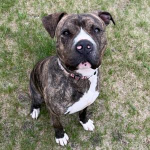 A brindle and white pit bull dog sits on grass, looking at the camera.