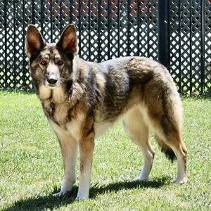 Siri, German Shepherd Dog, adult, available for adoption