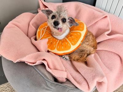 Creature, Poodle, senior, available for adoption