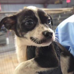 Gianna, Terrier, puppy, available for adoption