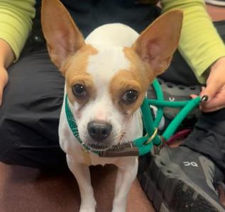 Chappie, Chihuahua, adult, available for adoption