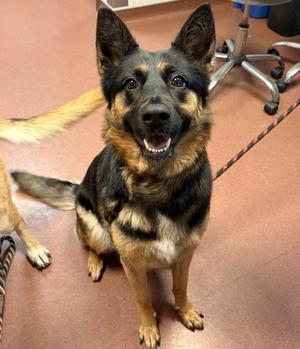 Priyah, German Shepherd Dog, young, available for adoption