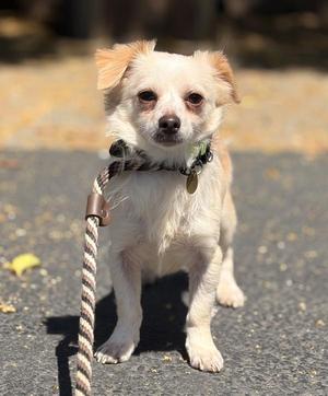 Chesapeake, Spaniel, adult, available for adoption