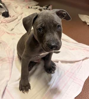 Barnacle, Pit Bull Terrier, puppy, available for adoption