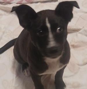 Dottie Ann, Border Collie, puppy, available for adoption