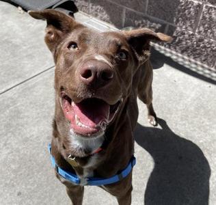 Coachella, Labrador Retriever / Pit Bull Terrier, young, available for adoption