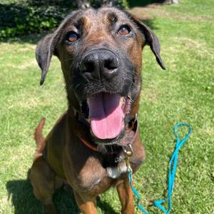 Joey, Shepherd, adult, available for adoption