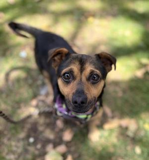A small black and brown dog with large, expressive eyes looking up at the camera. The dog is wearing a purple collar and is standing on a grassy area with fallen leaves.