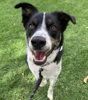 Arlo, Border Collie / Shepherd, young, available for adoption